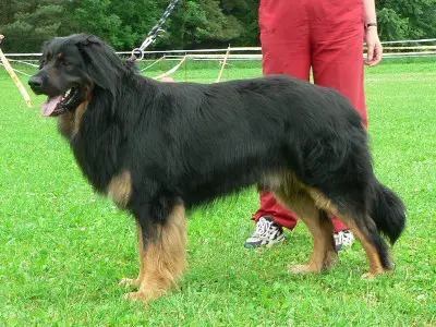 Archibald Zlatý vlas