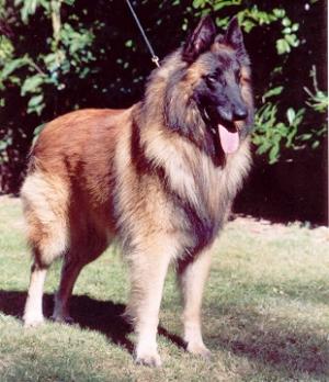 Malory de Condivicnum at Corsini with Lancetti