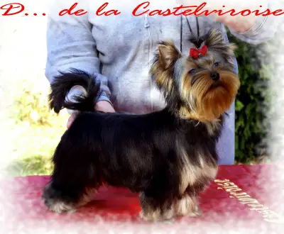 Dix de Coeur de la Castelviroise