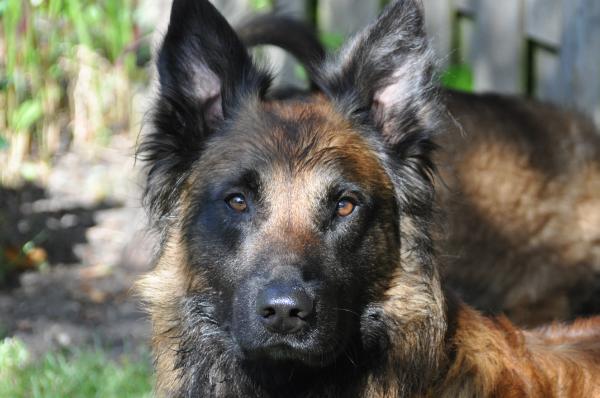 Floris Denzel van de Vroomshoeve