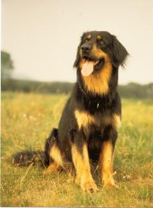 Bär von der Ordensburg