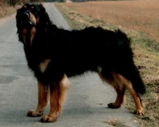 Junior von Ascona