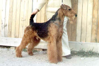 Spicaway Brutus