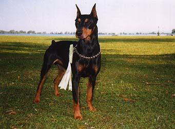 DUFFY von der Lohhecke