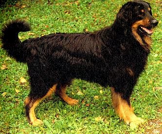 Bandit vom Ahorntal
