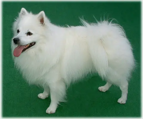 Bear Snowball Johnson