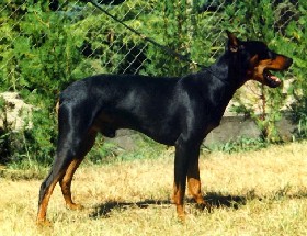 DRAGO vom Awarenring