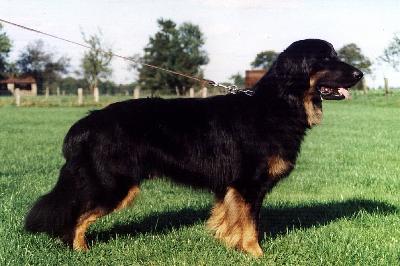 Racker von der Birkenheide