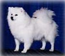 Kiskapoo Snobirds Satin Doll