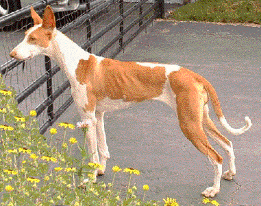 Unigus Dancing InTheMoonlite