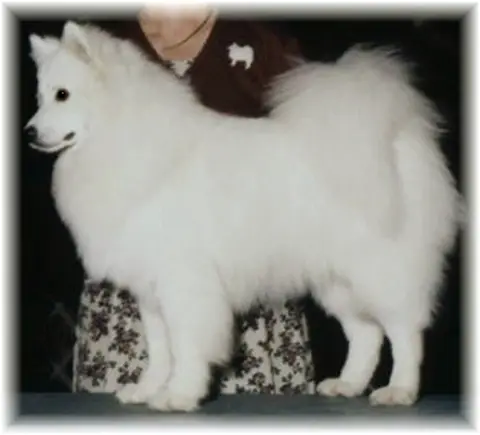 Pinebrook Nikolai Star Sparkle