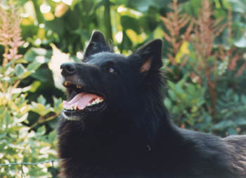 Lucy-g di Colfosco