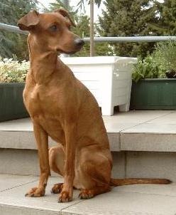 CLEO von der Jasminblüte