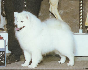 Larson's Sierra Sno Bandit