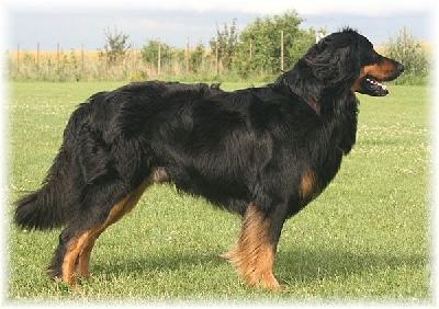 Cooper ex Canis Lupus
