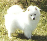 Sno-Pals Mr Bo Jangles