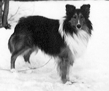 Malpsh The Duke Of Erle
