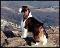 salilyn english springer spaniels