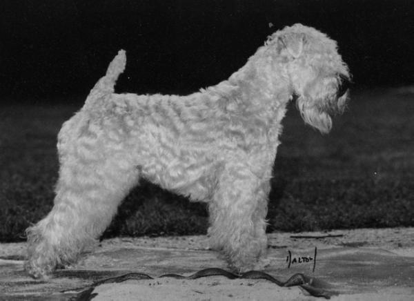 Wheaten Rebel's Evening Star