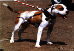 Garner apbt sales