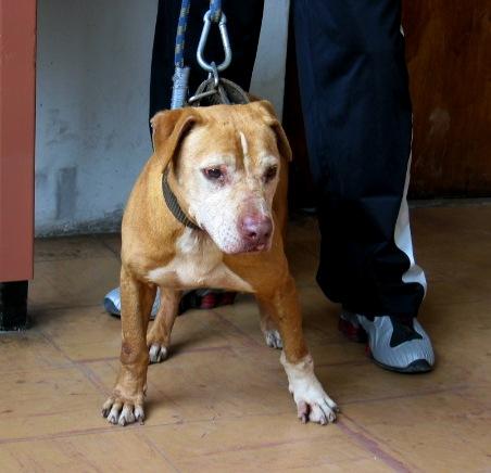 Apbt online hot sale pedigree database