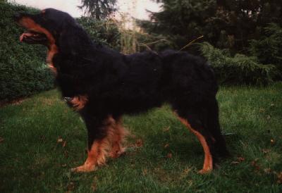Quinn vom Douglashof