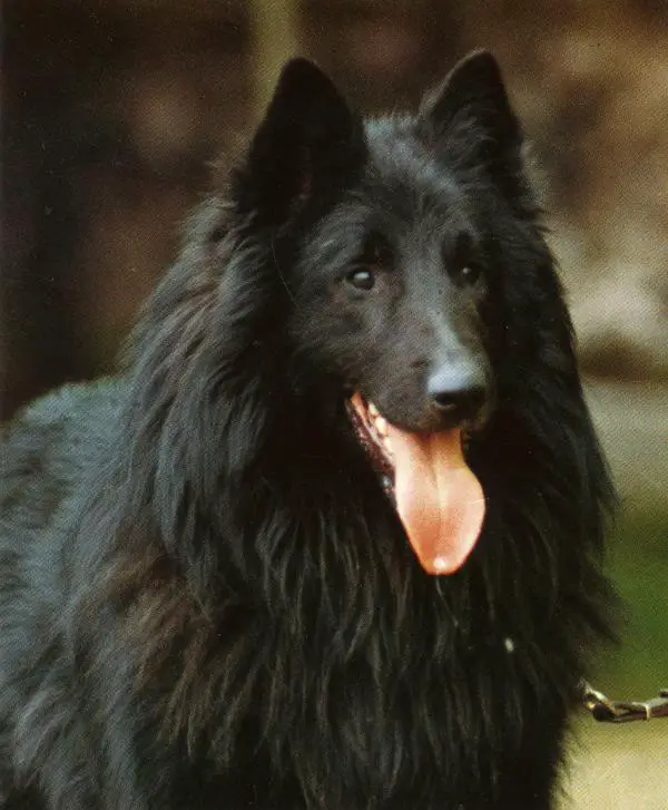 Rigel de Iamara