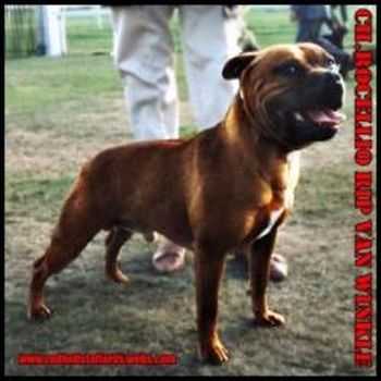 Rocellio Rip Van Winkle