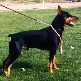 AXEL vom Awarenring
