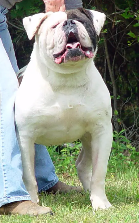 john d johnson american bulldog