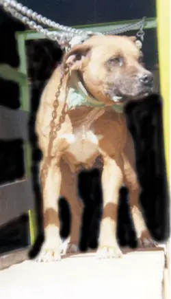 Nigerino pitbull 2025