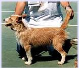 Al da Lapa do Lobo