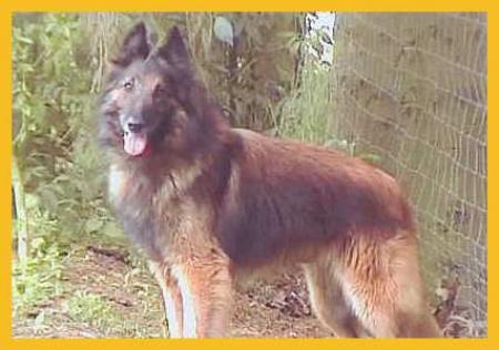 Perjack des Gardiens Fauves