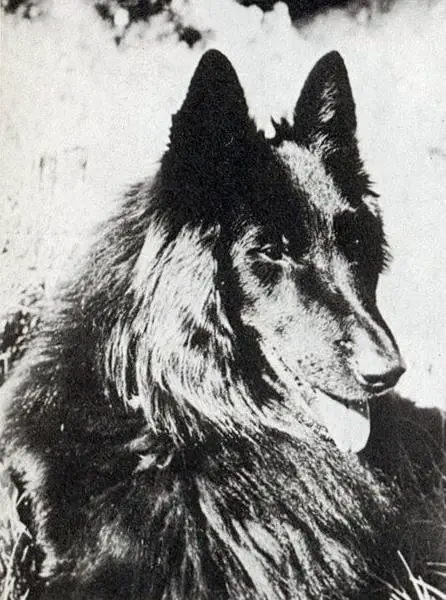 Jerry de Iamara