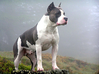 blue and white american staffordshire terrier