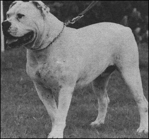 hines american bulldog breeders