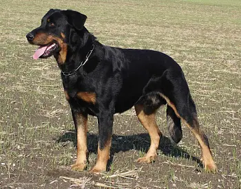 Argo z Krakonoova revíru