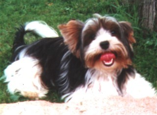 Boy vom Rosenbäumchen