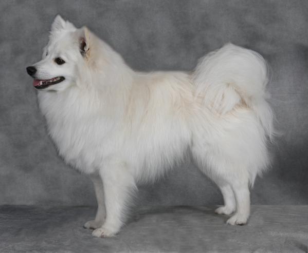 Whytepines Legacy of Sno Teddy