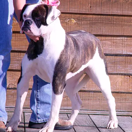 great dane english bulldog mix