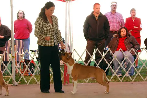 AKC CH, UKC CH Majestic N K-Larr JollyRoger