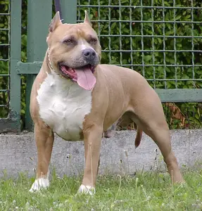 big amstaff