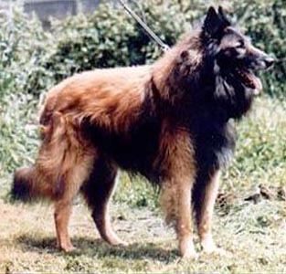 Quowboy du Long Spinoy