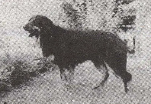Burly vom Bärenbach