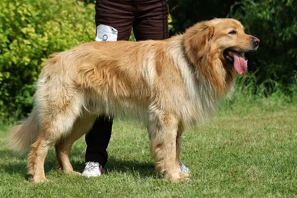 Benny Nova Merigo
