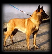 Aladin Vitris Bohemia