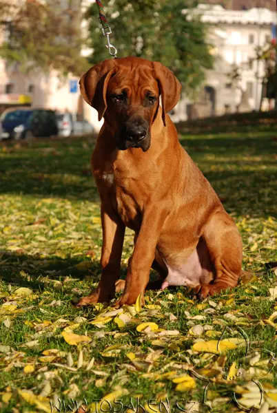 Amabilis Tajemství Sakury