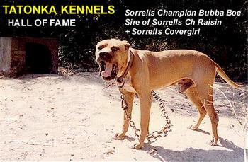 Sorrells pitbulls for sale cheap