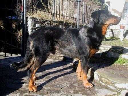 Apache de la Grande de Saint Evroult