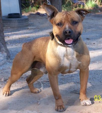 redboy pitbulls for sale